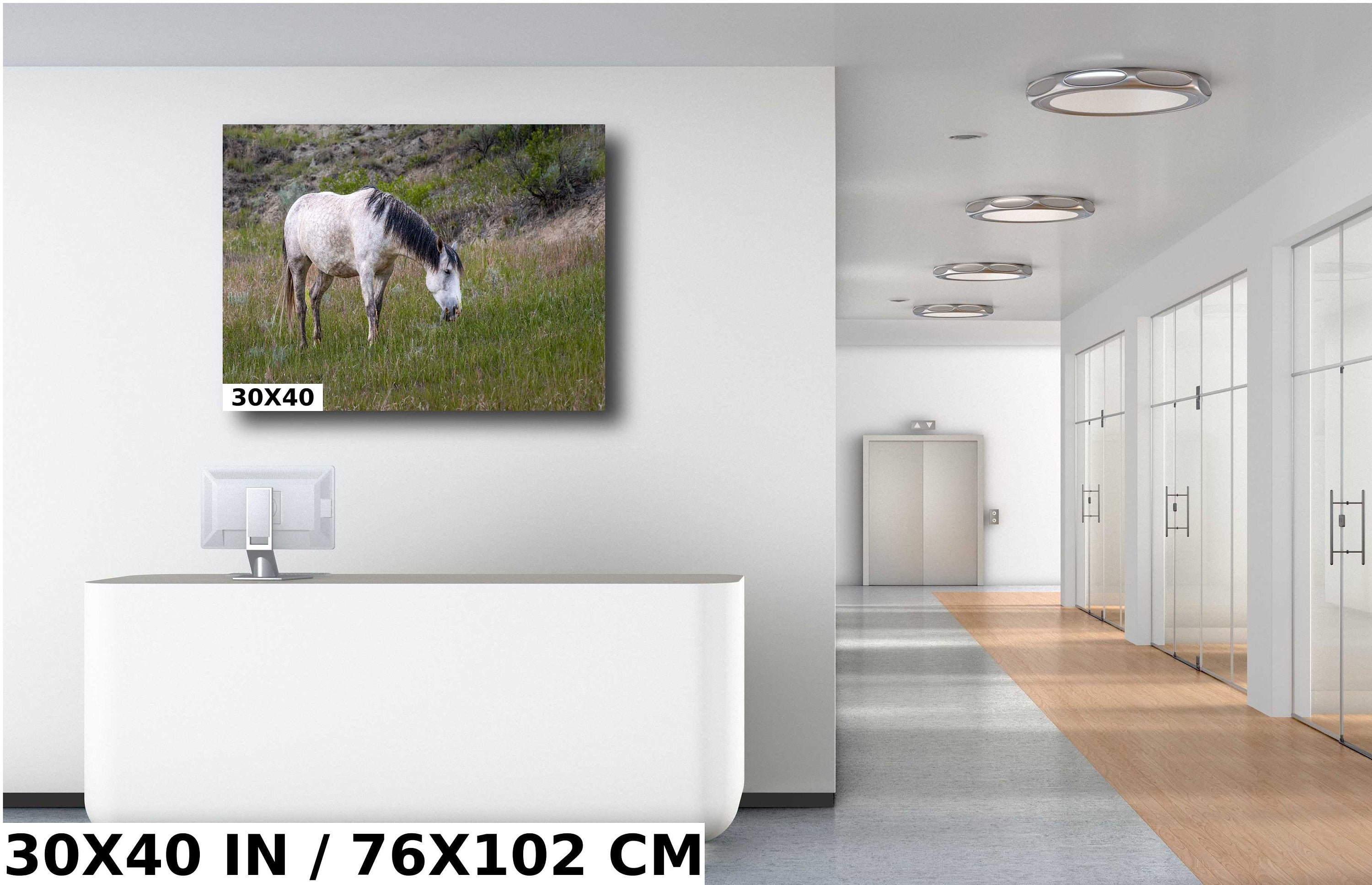 White Horse in Theodore Roosevelt National Park Photography Wall Art