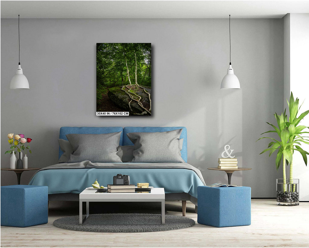 Married Trees with Loving Entwined Roots: Scaly Mountain on Bartram Trail Blue Ridge Mountain Forest Print Wall Art North Carolina Aluminum/Acrylic/Metal/Canvas