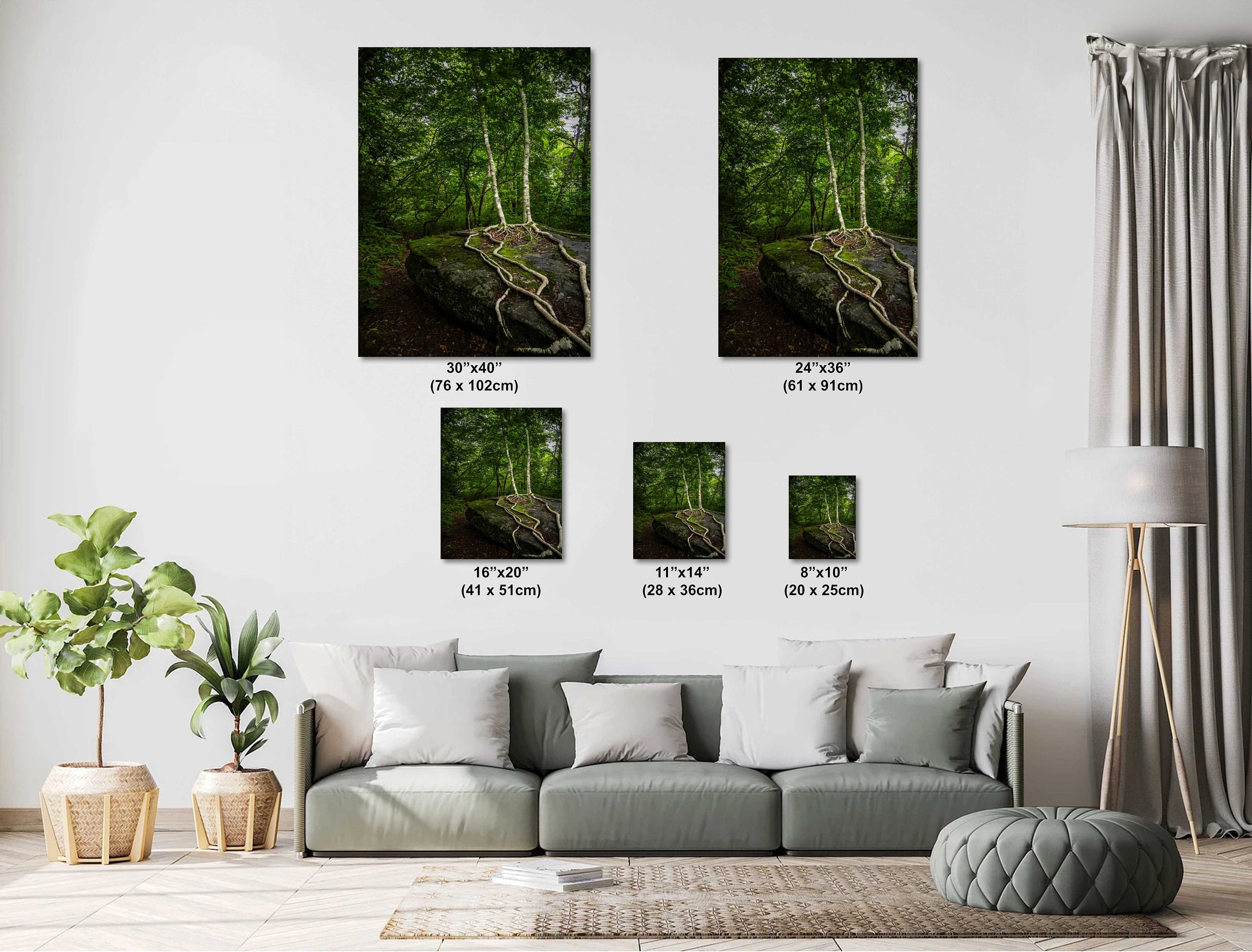 Married Trees with Loving Entwined Roots: Scaly Mountain on Bartram Trail Blue Ridge Mountain Forest Print Wall Art North Carolina Aluminum/Acrylic/Metal/Canvas