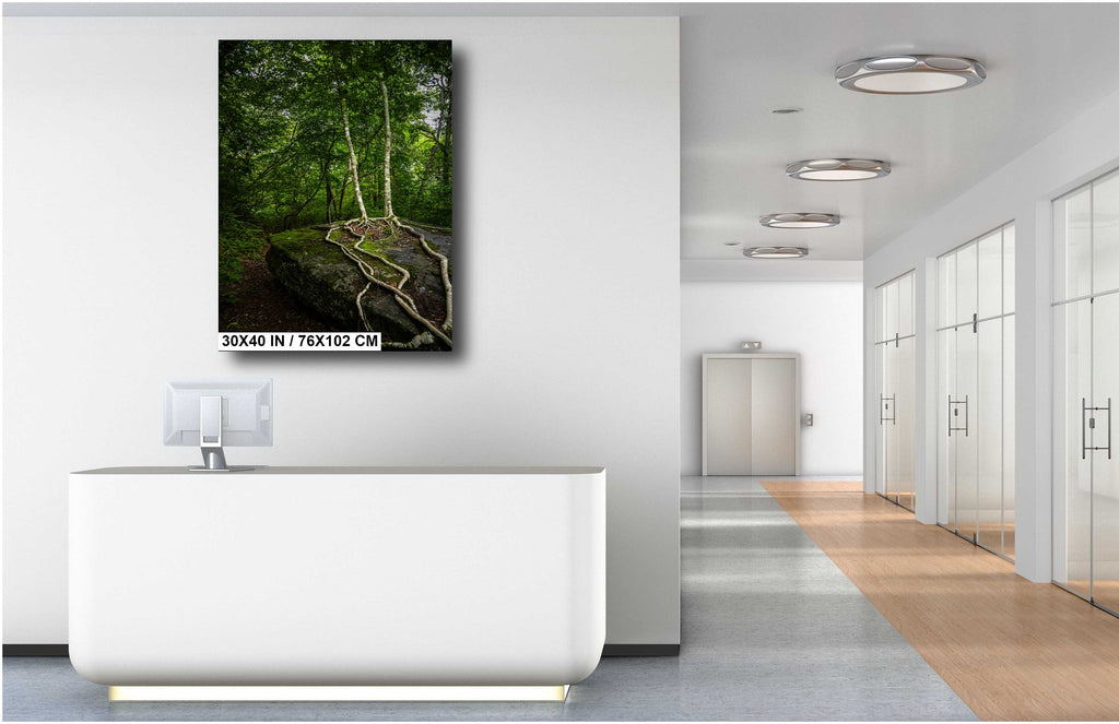 Married Trees with Loving Entwined Roots: Scaly Mountain on Bartram Trail Blue Ridge Mountain Forest Print Wall Art North Carolina Aluminum/Acrylic/Metal/Canvas