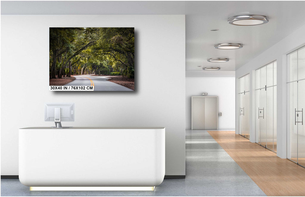 A Drive Through Mossy Sea Pine Forest: Hilton Head Island's Spanish Moss Wall Art Metal Canvas Print South Carolina Nature Photography