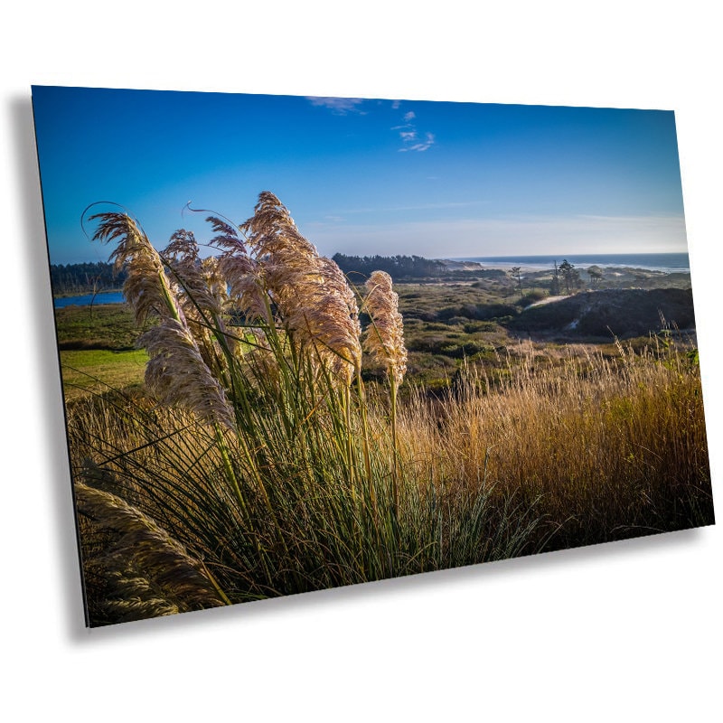 Pampas Grass Field Print: Heceta Head Oregon Coast Wall Art