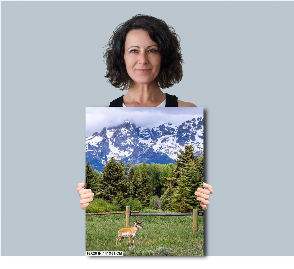 Teton Pronghorn: Wyoming Pronghorn Among Pine Trees and Grand Teton National Park's Snowcapped Mountains Metal Canvas Wall Art