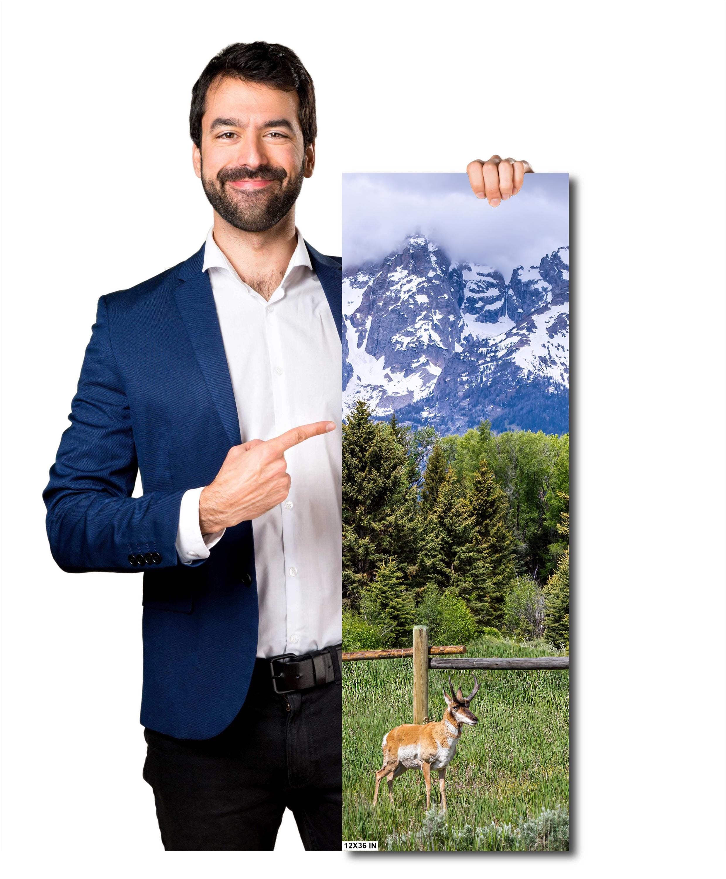 Teton Pronghorn: Wyoming Pronghorn Among Pine Trees and Grand Teton National Park's Snowcapped Mountains Metal Canvas Wall Art