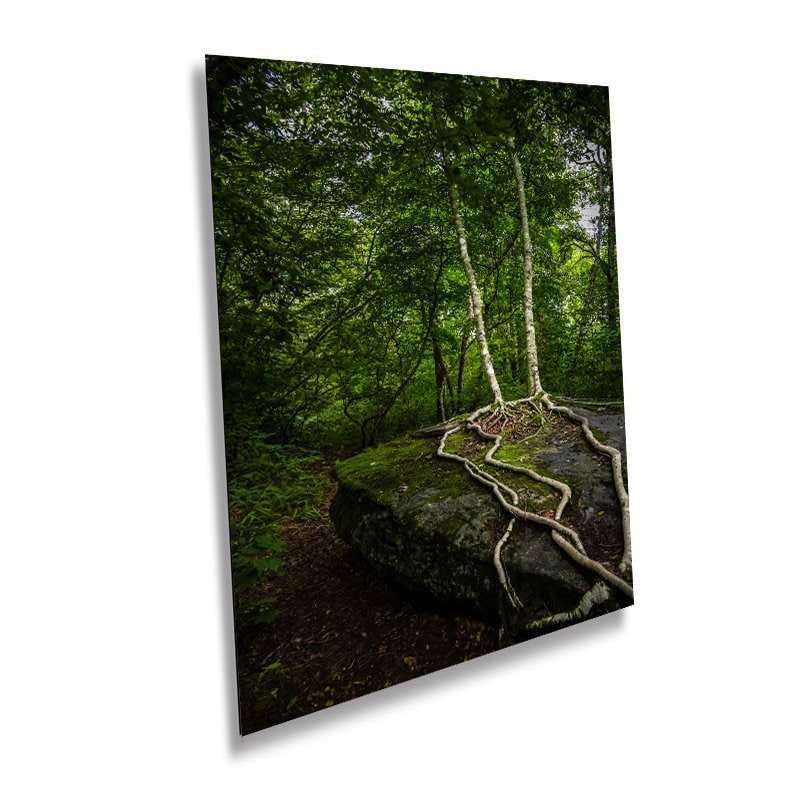 Married Trees with Loving Entwined Roots: Scaly Mountain on Bartram Trail Blue Ridge Mountain Forest Print Wall Art North Carolina Aluminum/Acrylic/Metal/Canvas