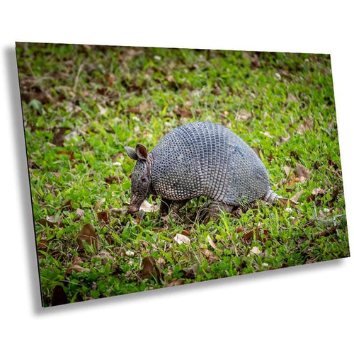 A photograph featuring an armadillo in a natural setting, capturing the animal's detailed shell and movements.