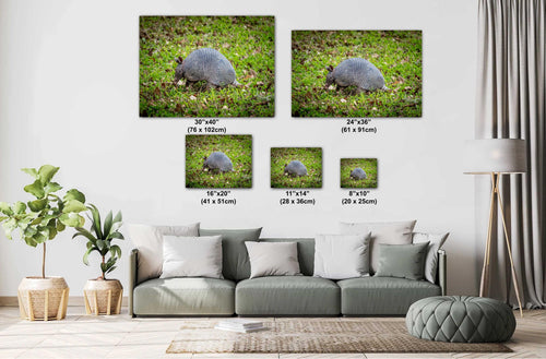 Size comparison guide showing five armadillo wildlife prints in a modern living room setting, ranging from 8x10 to 30x40 inches.
