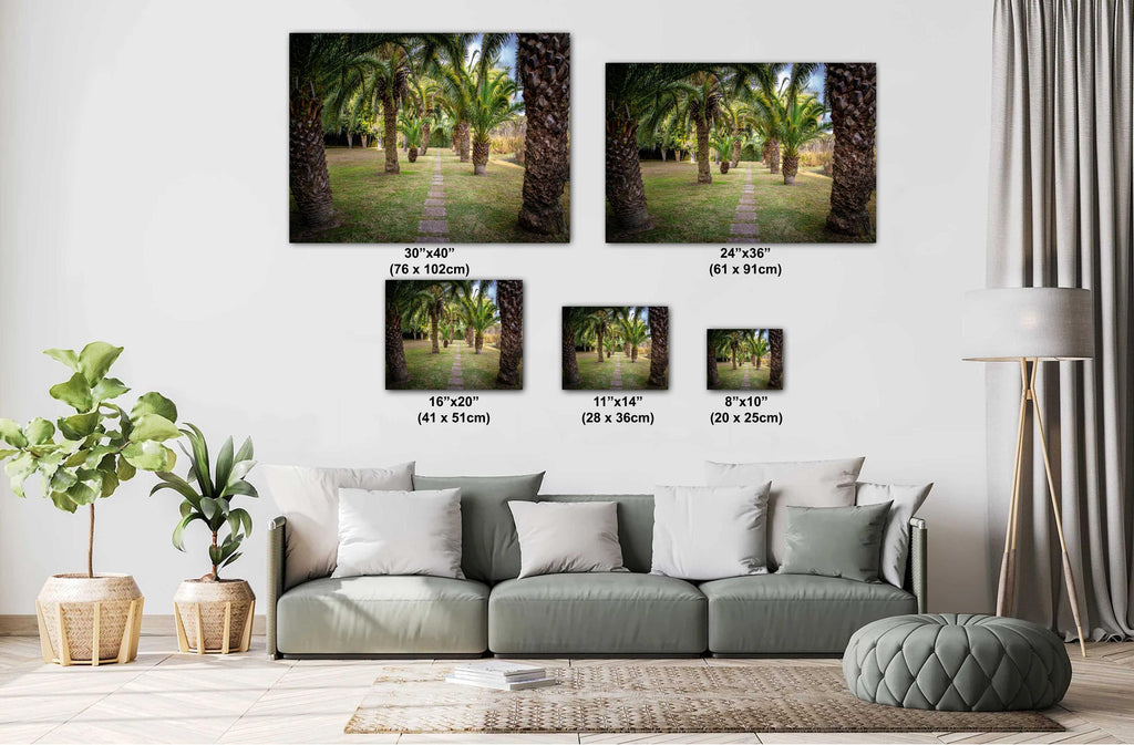 Louisiana Palms: Wall Art Print A Glimpse of Abbeville’s Greenery Louisiana Palm Trees Landscape Nature Metal/Canvas/Aluminum/Acrylic