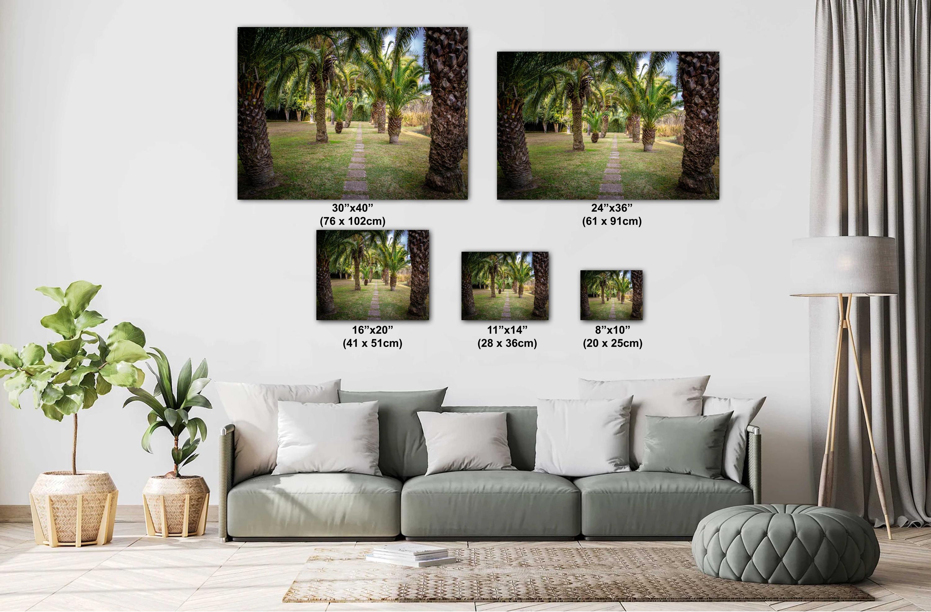 Louisiana Palms: Wall Art Print A Glimpse of Abbeville’s Greenery Louisiana Palm Trees Landscape Nature Metal/Canvas/Aluminum/Acrylic