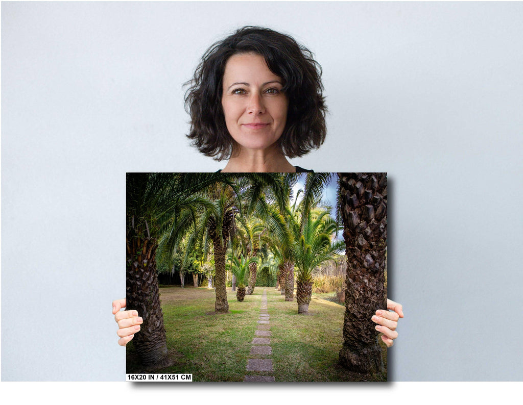 Louisiana Palms: Wall Art Print A Glimpse of Abbeville’s Greenery Louisiana Palm Trees Landscape Nature Metal/Canvas/Aluminum/Acrylic