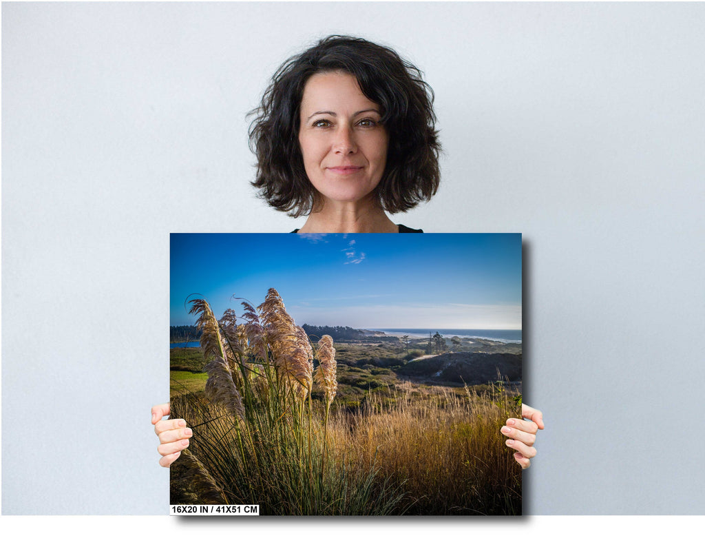Pampas Grass Field Print: Heceta Head Oregon Coast Wall Art