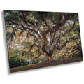 New Orleans Elegance: Wall Art Print Audubon Park’s Iconic Tree of Life New Orleans, Louisiana Spanish Moss Aluminum/Acrylic/Metal/Canvas