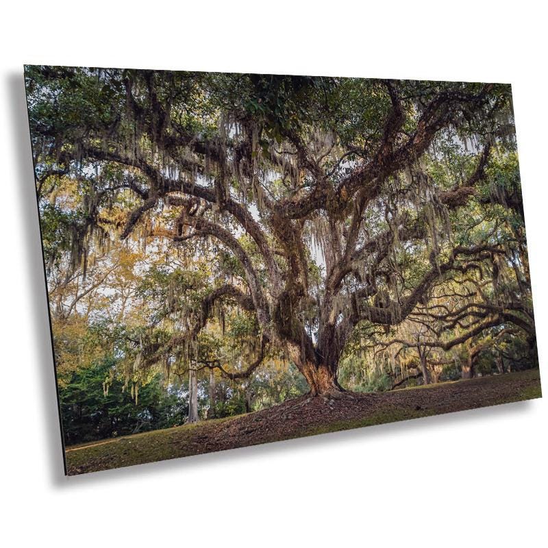 New Orleans Elegance: Wall Art Print Audubon Park’s Iconic Tree of Life New Orleans, Louisiana Spanish Moss Aluminum/Acrylic/Metal/Canvas