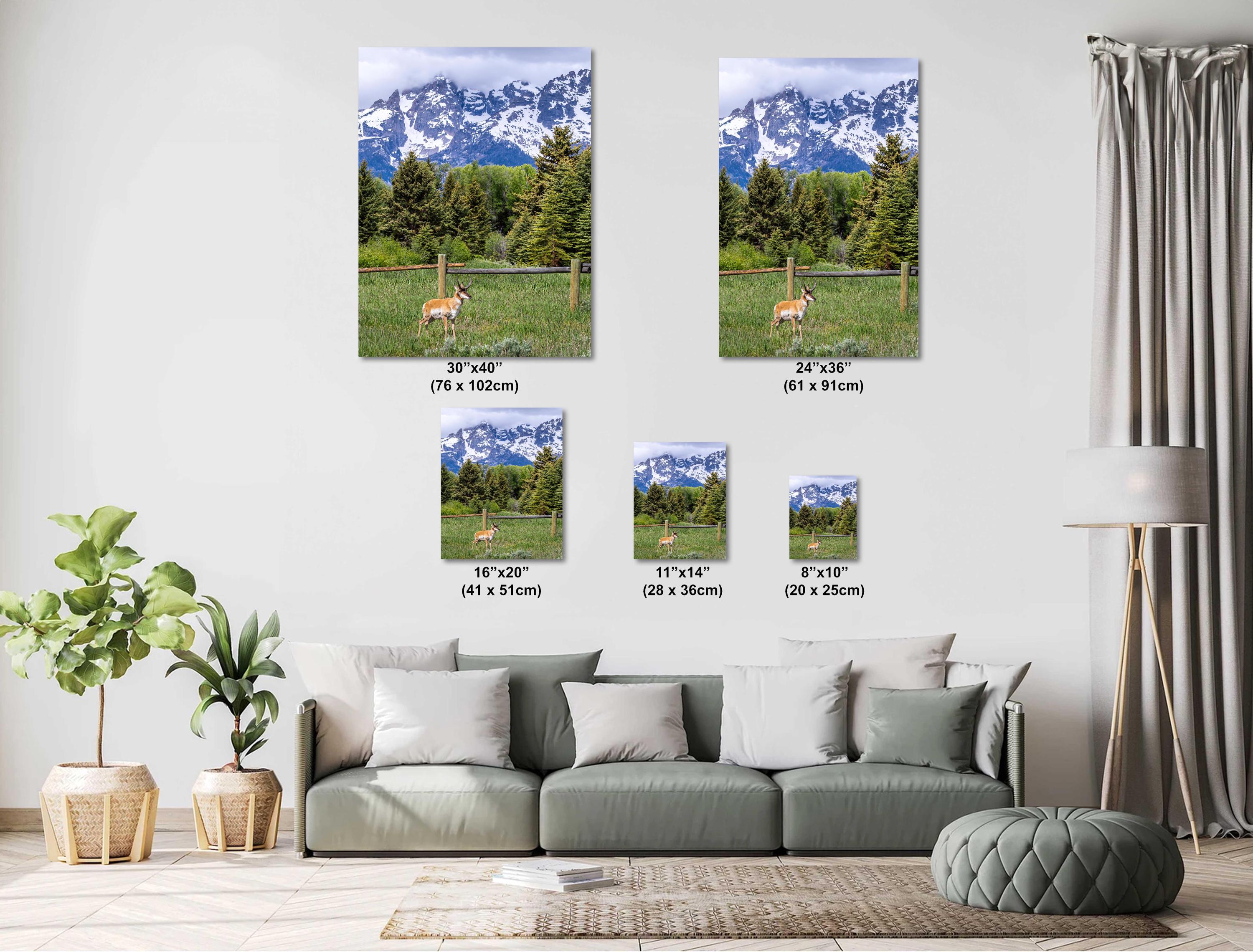 Teton Pronghorn: Wyoming Pronghorn Among Pine Trees and Grand Teton National Park's Snowcapped Mountains Metal Canvas Wall Art