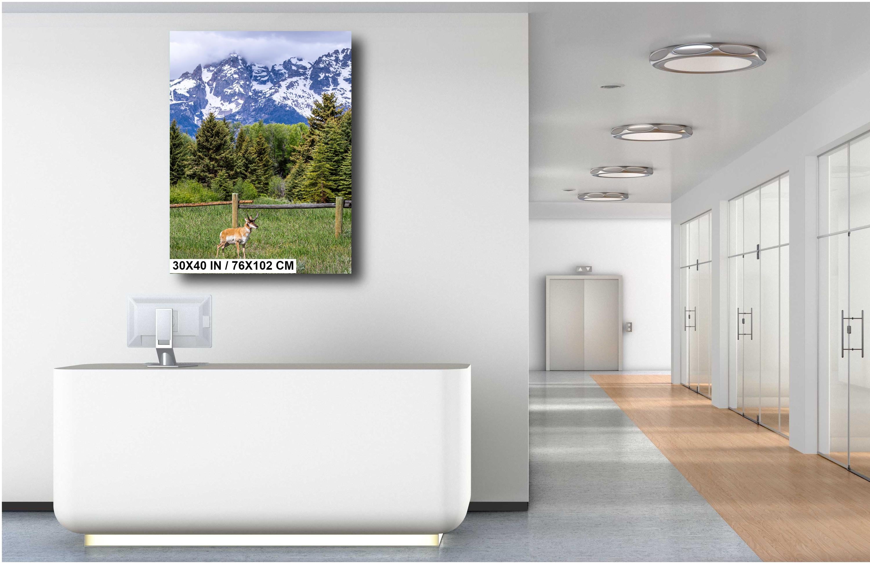 Teton Pronghorn: Wyoming Pronghorn Among Pine Trees and Grand Teton National Park's Snowcapped Mountains Metal Canvas Wall Art
