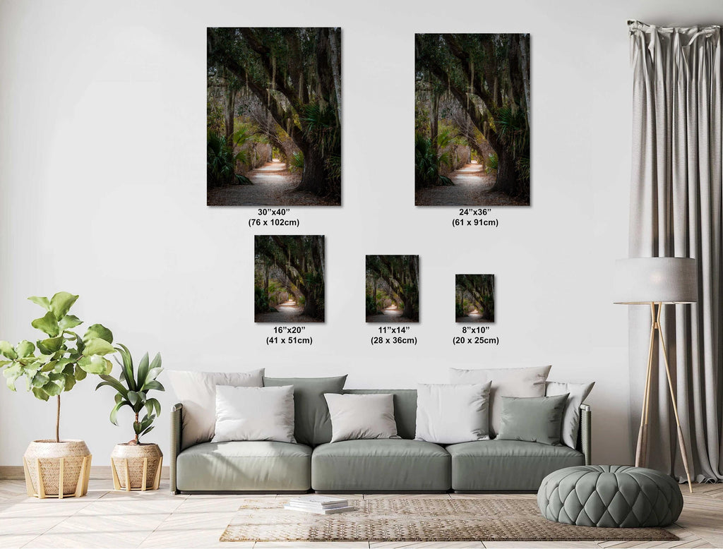 Canopy of Tranquility: Live Oak in Sea Pines Forest Hilton Head South Carolina Wall Art Print Nature Aluminum/Acrylic/Metal/Canvas