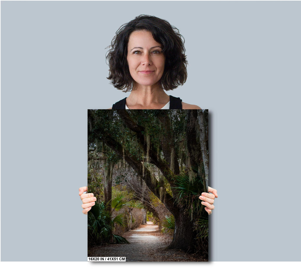 Canopy of Tranquility: Live Oak in Sea Pines Forest Hilton Head South Carolina Wall Art Print Nature Aluminum/Acrylic/Metal/Canvas