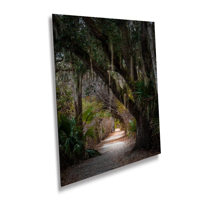 Canopy of Tranquility: Live Oak in Sea Pines Forest Hilton Head South Carolina Wall Art Print Nature Aluminum/Acrylic/Metal/Canvas