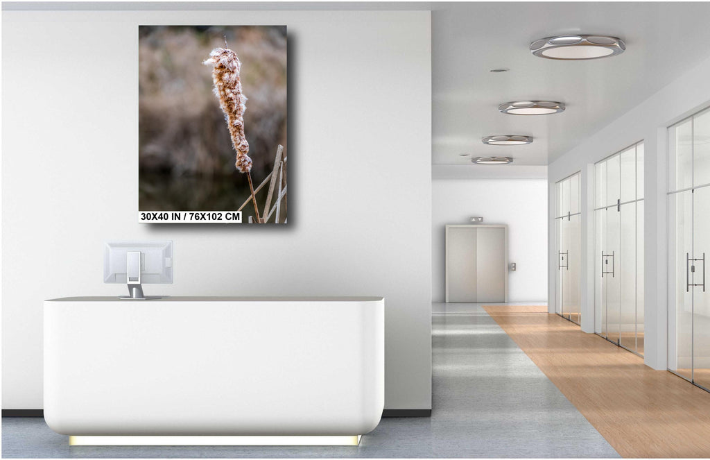 Cattails' Caress: Cattail Nature's Embrace in Spring Wall Art Print Hilton Head South Carolina Cattail Plant in Spring Aluminum/Metal/Canvas