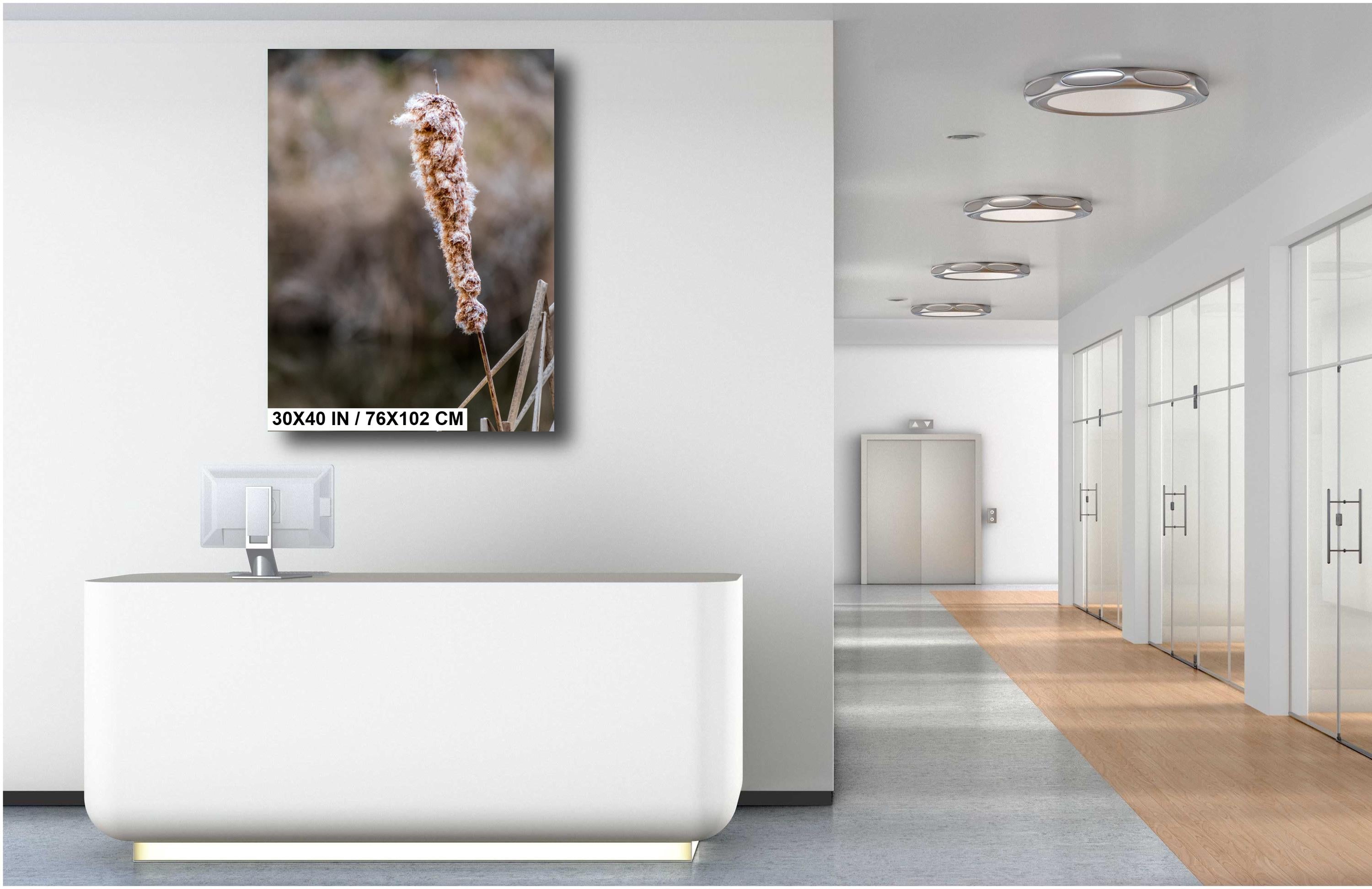 Cattails' Caress: Cattail Nature's Embrace in Spring Wall Art Print Hilton Head South Carolina Cattail Plant in Spring Aluminum/Metal/Canvas