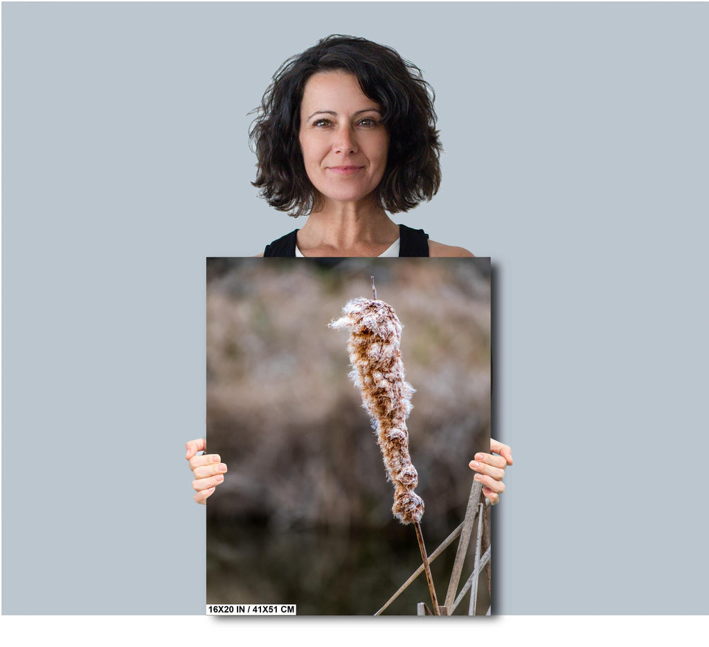 Cattails' Caress: Cattail Nature's Embrace in Spring Wall Art Print Hilton Head South Carolina Cattail Plant in Spring Aluminum/Metal/Canvas