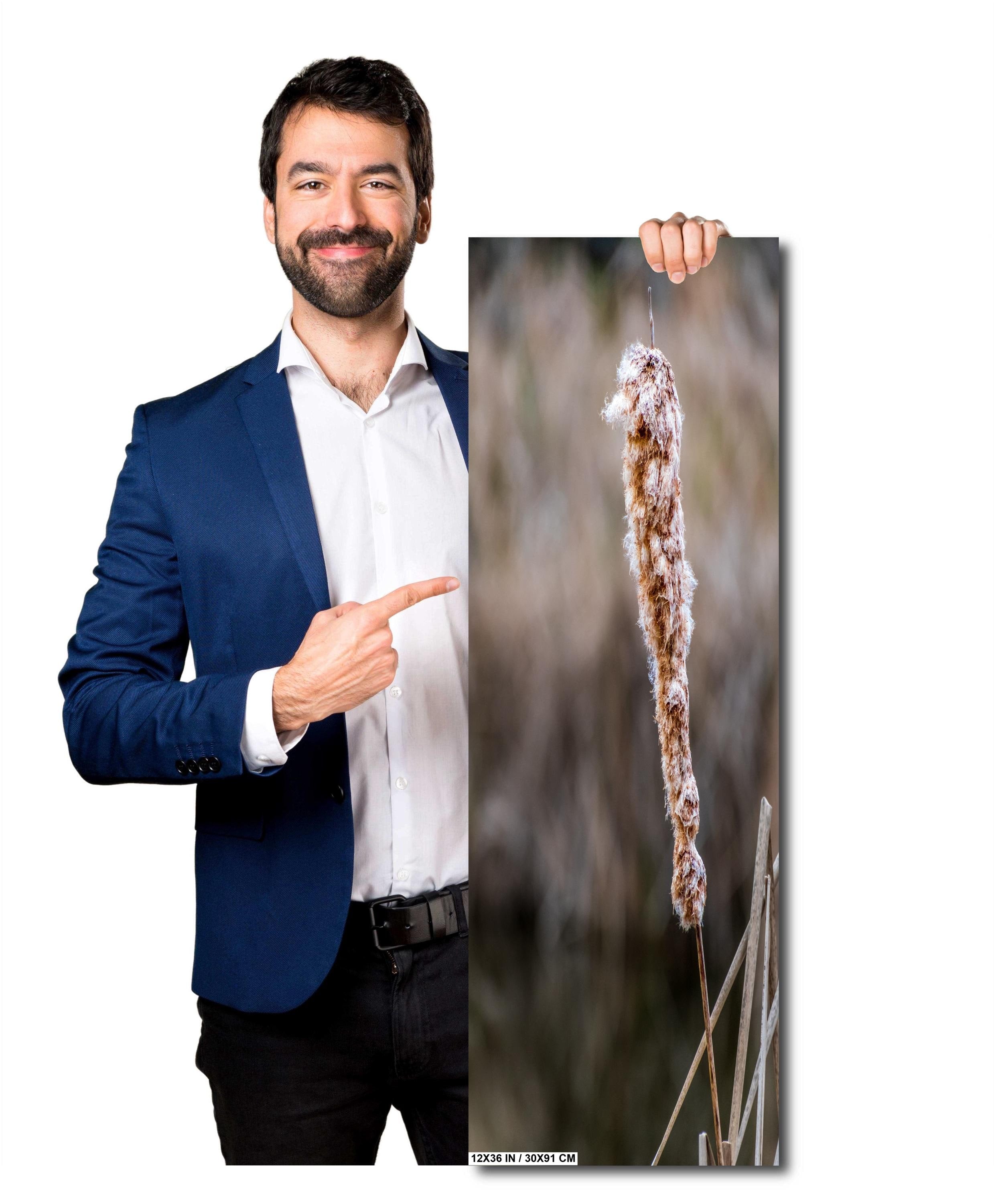 Cattails' Caress: Cattail Nature's Embrace in Spring Wall Art Print Hilton Head South Carolina Cattail Plant in Spring Aluminum/Metal/Canvas