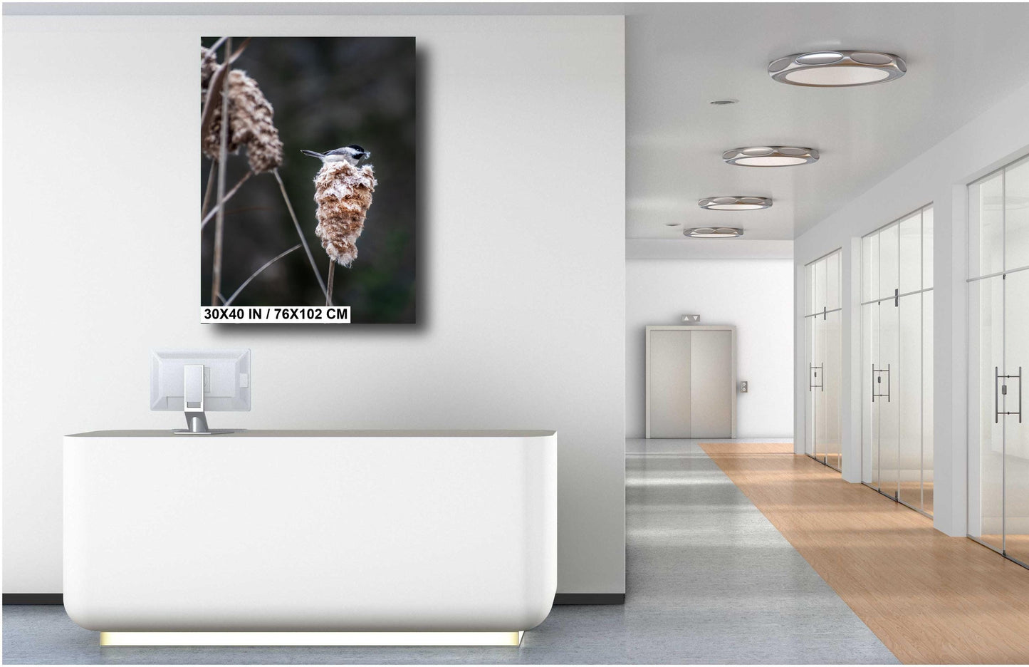 Chickadee’s Throne: A Black-Capped Bird Above the Cattails Wall Art Print Aluminum Spring Photography Aluminum/Acrylic/Metal/Canvas