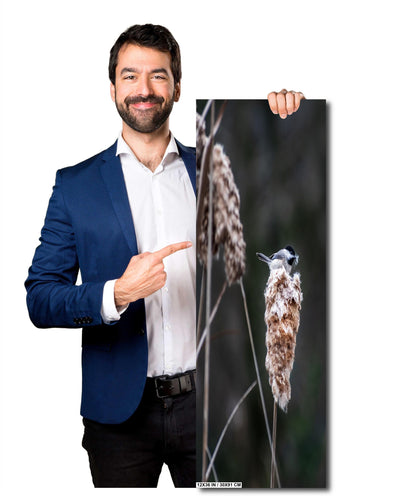 Chickadee’s Throne: A Black-Capped Bird Above the Cattails Wall Art Print Aluminum Spring Photography Aluminum/Acrylic/Metal/Canvas