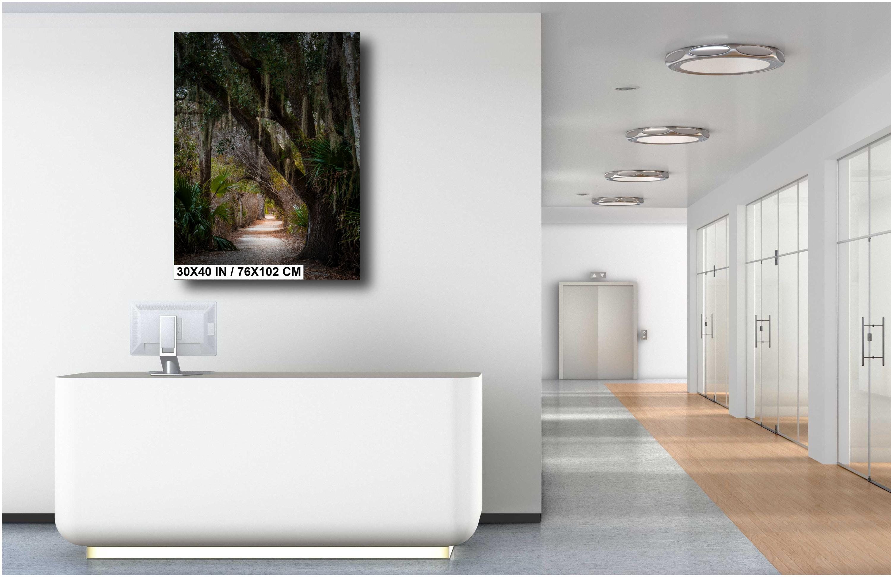 Canopy of Tranquility: Live Oak in Sea Pines Forest Hilton Head South Carolina Wall Art Print Nature Aluminum/Acrylic/Metal/Canvas