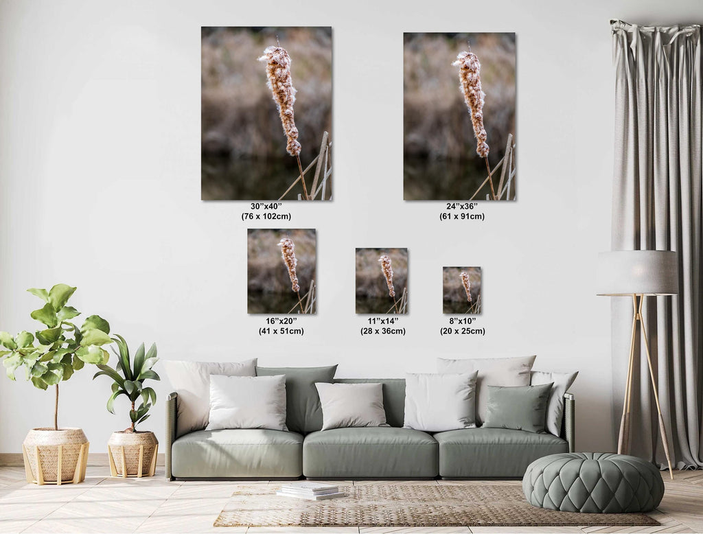 Cattails' Caress: Cattail Nature's Embrace in Spring Wall Art Print Hilton Head South Carolina Cattail Plant in Spring Aluminum/Metal/Canvas