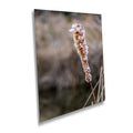 Cattails' Caress: Cattail Nature's Embrace in Spring Wall Art Print Hilton Head South Carolina Cattail Plant in Spring Aluminum/Metal/Canvas
