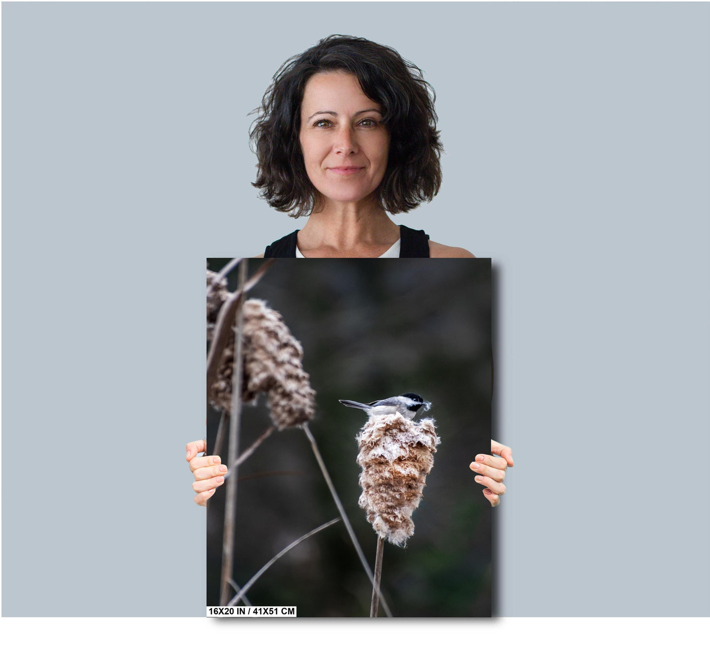 Chickadee’s Throne: A Black-Capped Bird Above the Cattails Wall Art Print Aluminum Spring Photography Aluminum/Acrylic/Metal/Canvas