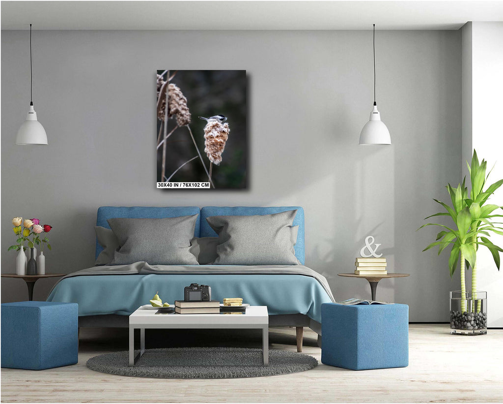 Chickadee’s Throne: A Black-Capped Bird Above the Cattails Wall Art Print Aluminum Spring Photography Aluminum/Acrylic/Metal/Canvas