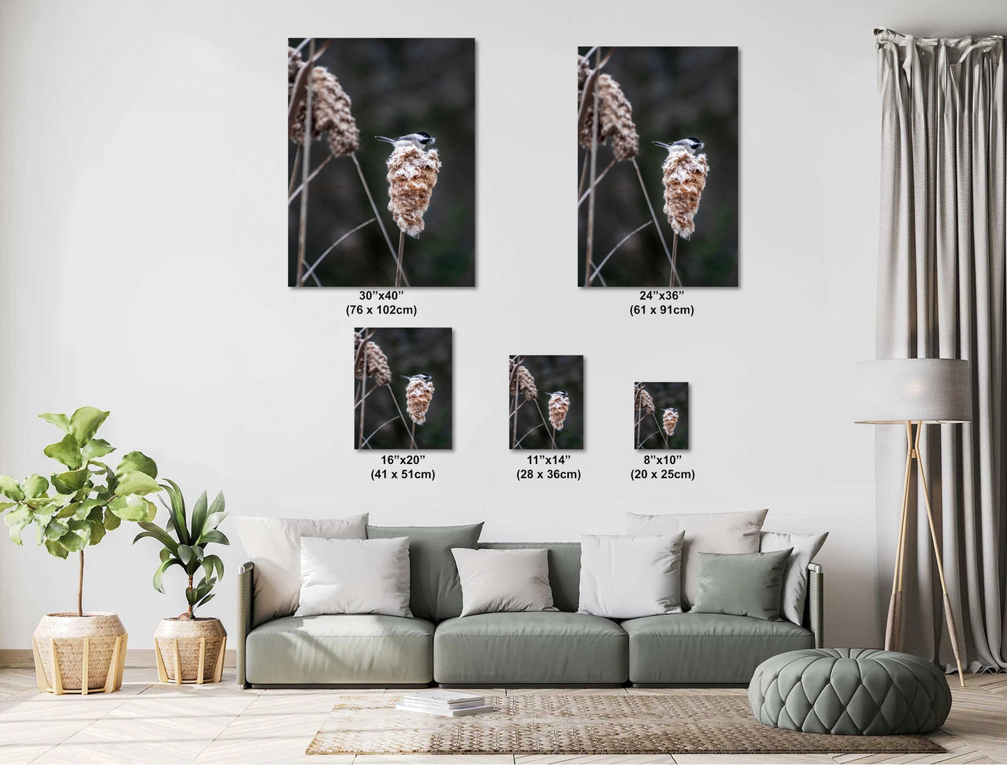 Chickadee’s Throne: A Black-Capped Bird Above the Cattails Wall Art Print Aluminum Spring Photography Aluminum/Acrylic/Metal/Canvas