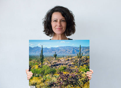 Desert Tapestry: Saguaro National Park East Arizona Cactus Photography Wall Art