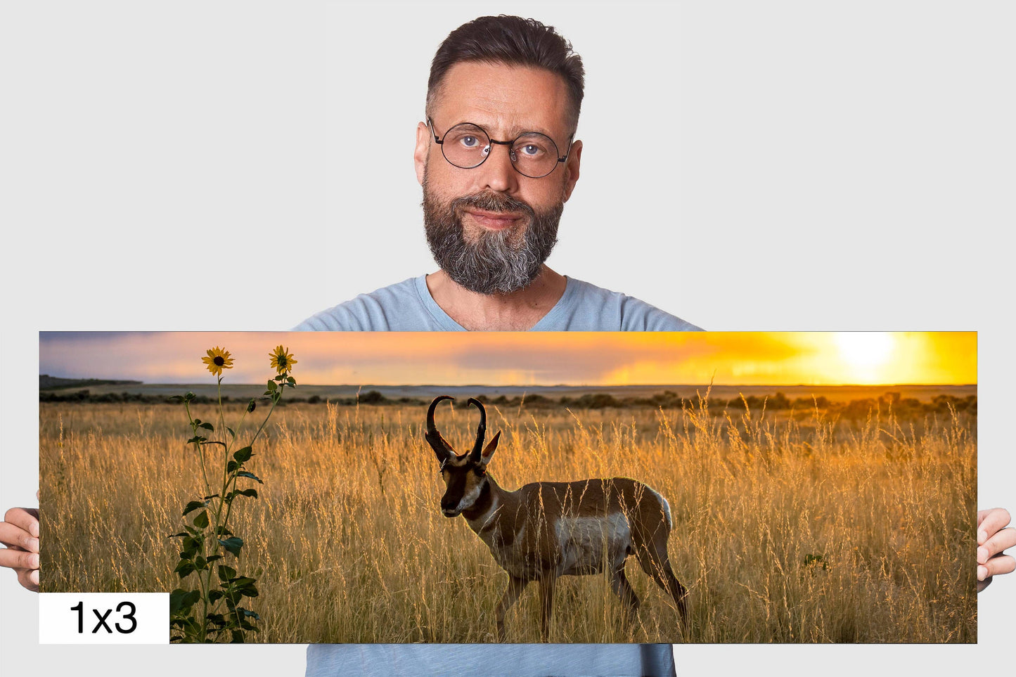 Sunset Haven: Antelope Island State Park Pronghorn Wildlife Canvas Print Sunset Photography Utah Home Decor