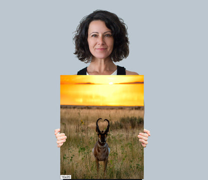 Golden Hour Grace: Pronghorn at Sunset Antelope Island National Park Wildlife Photography Wall Art