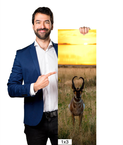 Golden Hour Grace: Pronghorn at Sunset Antelope Island National Park Wildlife Photography Wall Art