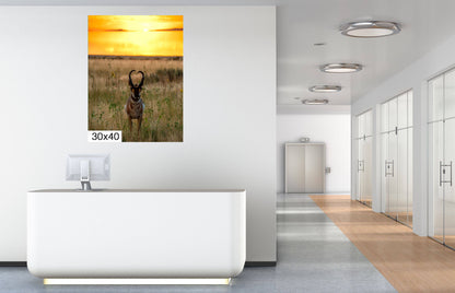 Golden Hour Grace: Pronghorn at Sunset Antelope Island National Park Wildlife Photography Wall Art