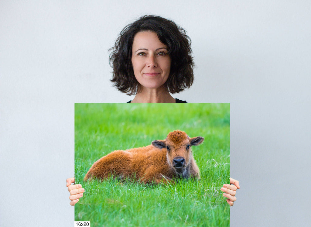 Mama and Baby Bison Photography Print: Western Wildlife Canvas Wall Art