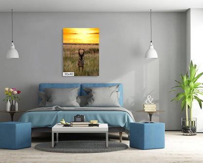 Golden Hour Grace: Pronghorn at Sunset Antelope Island National Park Wildlife Photography Wall Art