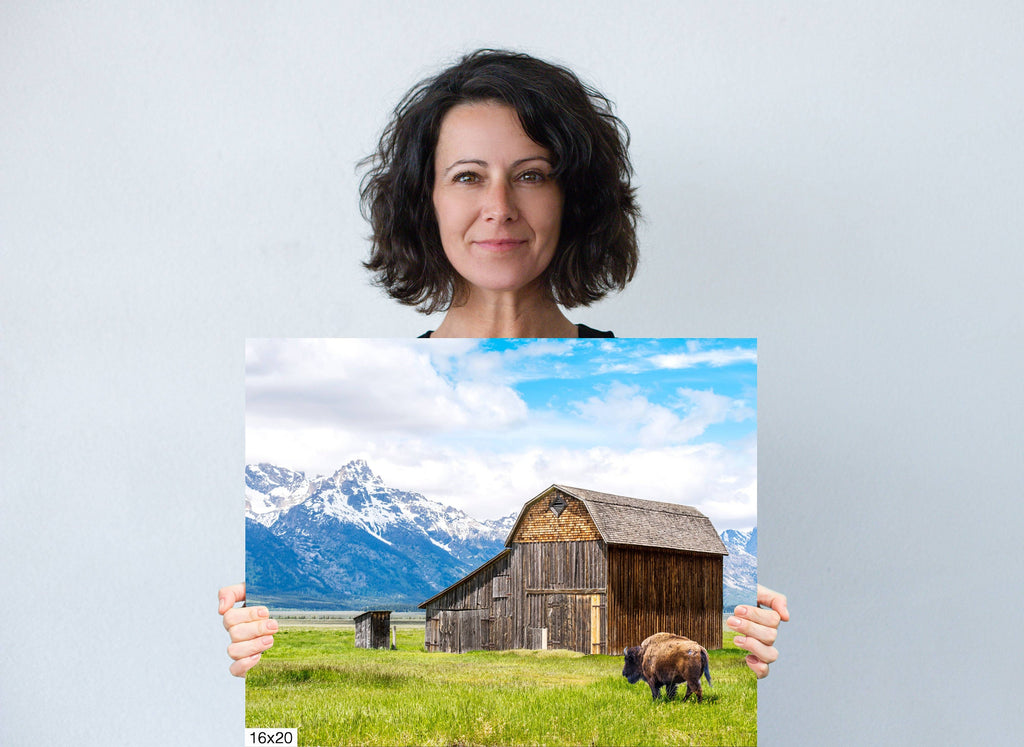 Grand Teton National Park Print: Thomas Murphy Barn, Bison, Mountain Landscape