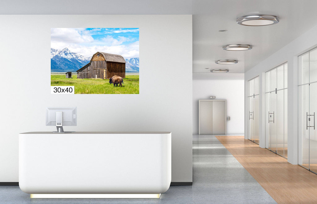Grand Teton National Park Print: Thomas Murphy Barn, Bison, Mountain Landscape