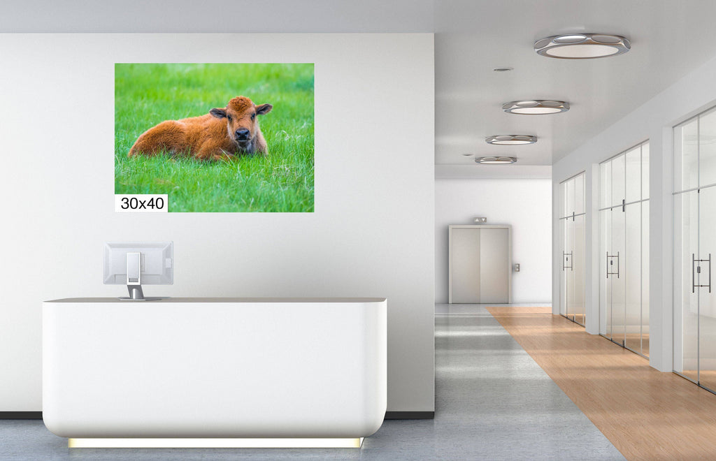 Mama and Baby Bison Photography Print: Western Wildlife Canvas Wall Art