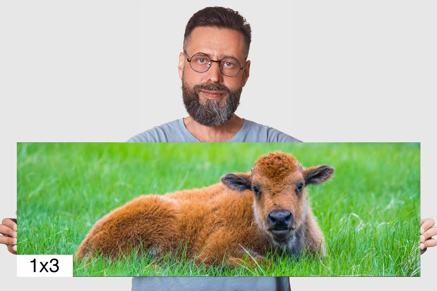 Resting Red Dog: Baby Bison Metal Canvas Print Wall Art Wildlife Photography