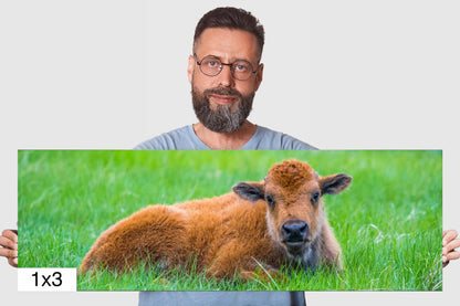 Resting Red Dog: Baby Bison Metal Canvas Print Wall Art Wildlife Photography