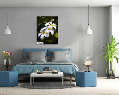 Island Elegance: Hawaiian White Plumeria Flower Photography Wall Art Nature Canvas Print