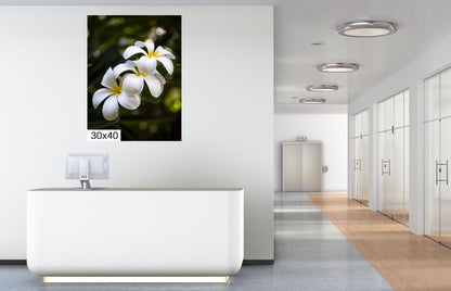 Island Elegance: Hawaiian White Plumeria Flower Photography Wall Art Nature Canvas Print