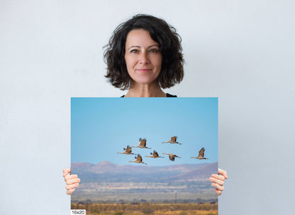 Dancing in the Sky: Sandhill Cranes in Flight Bird Watching Photography Nature Wall Art Print