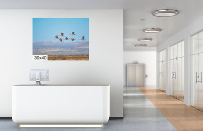 Dancing in the Sky: Sandhill Cranes in Flight Bird Watching Photography Nature Wall Art Print